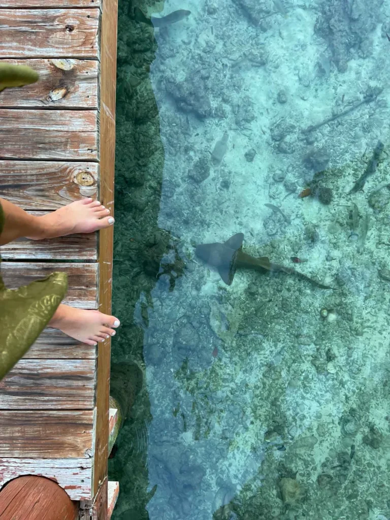 picture of a persons lower legs standing on a wooden gate overlooking turquoise clear water and a nurse shark at little peter oasis, a private island rental in belize