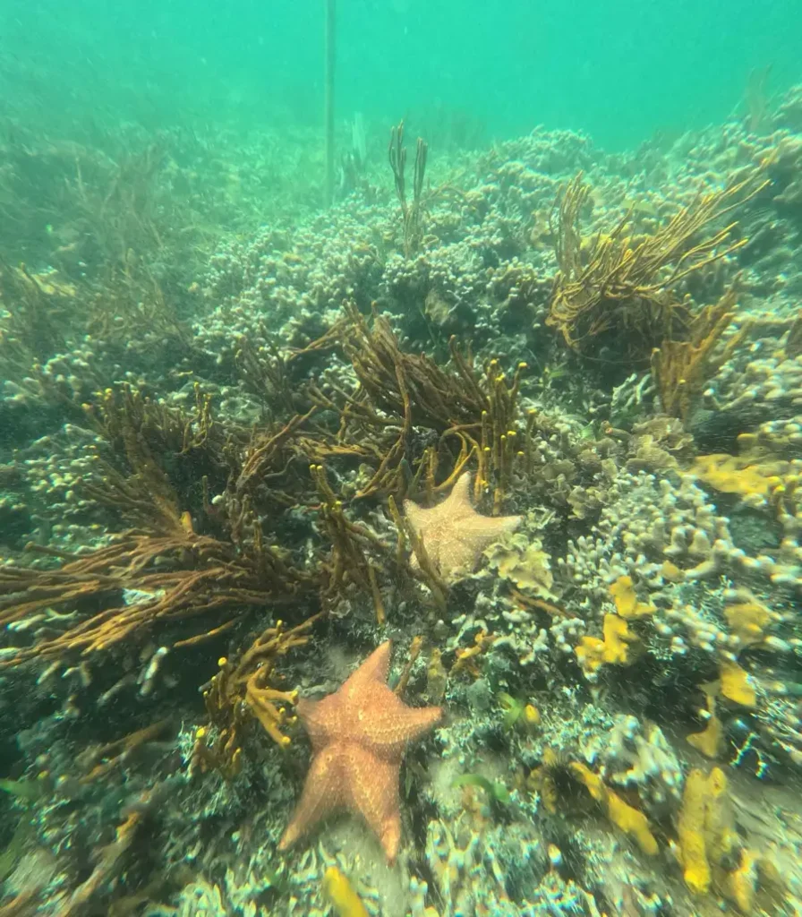 seastars inbetween some corals in Bocas del Toro in panama