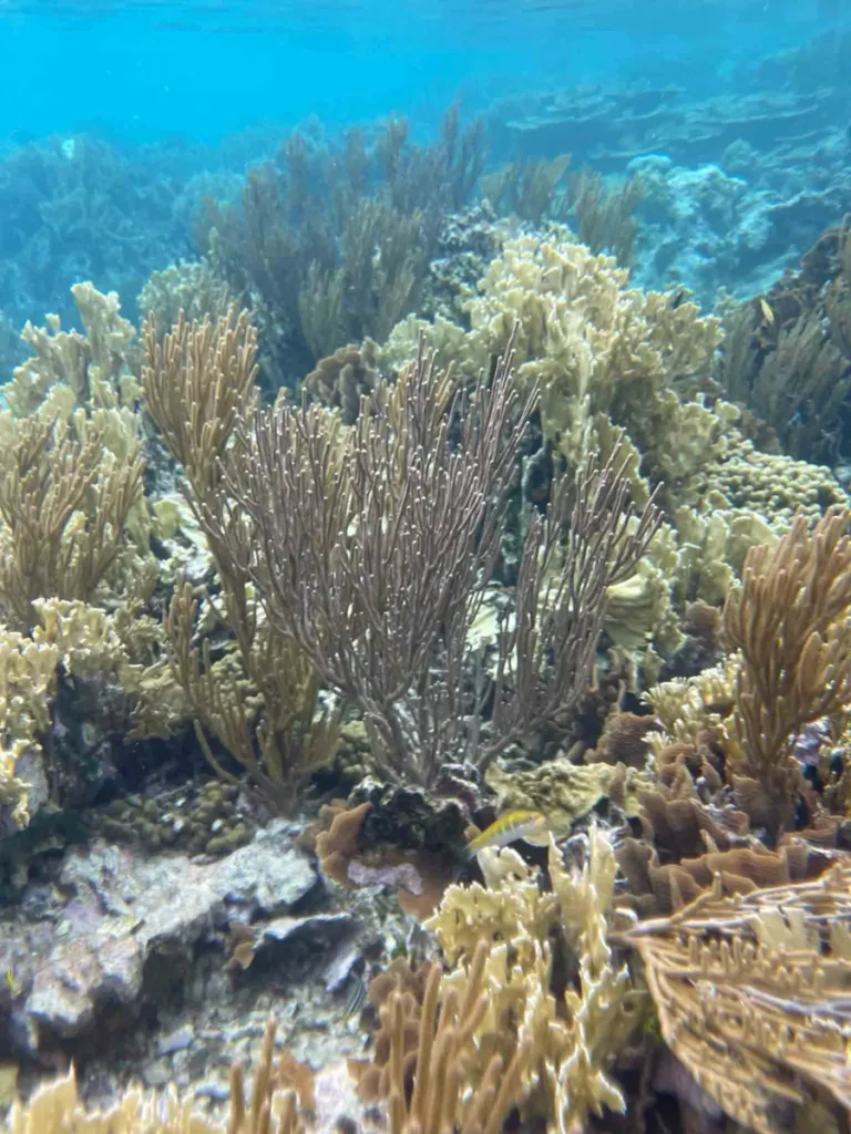 colourful coral in the ocean in different shapes and colours