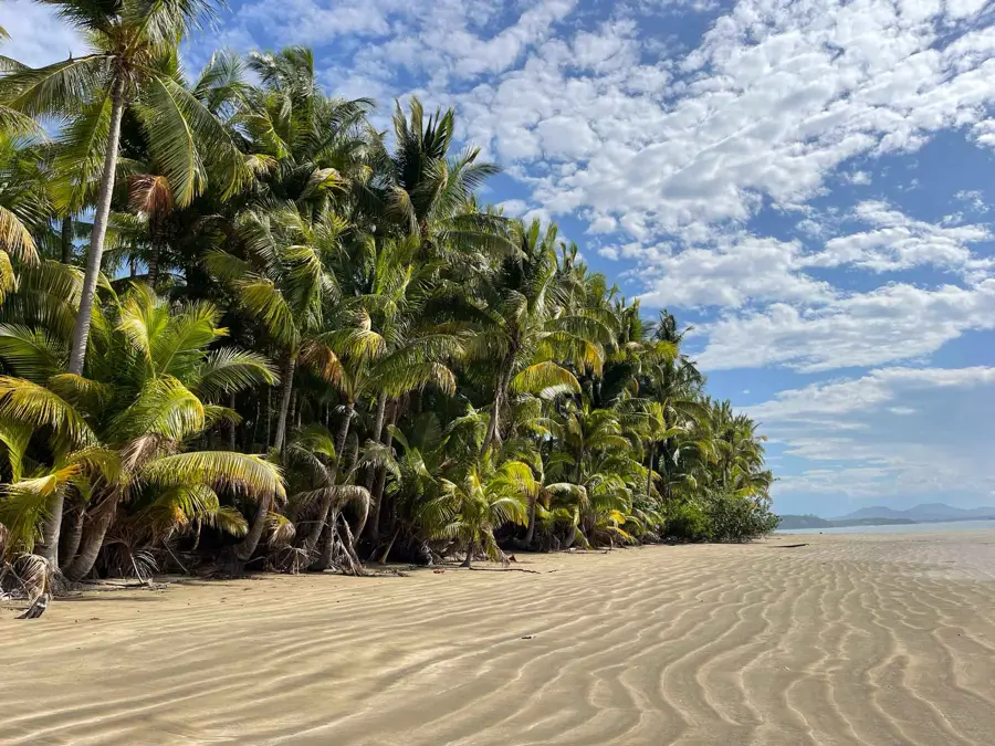 empty beach with long sandy stretches and many paltrees