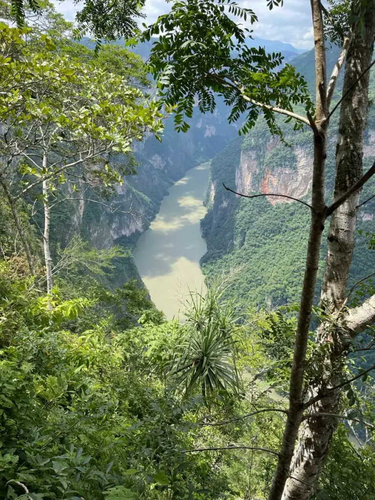 viewpoint from a jungle forest area with lots of plants and trees looking at a brown river, Canon de Sumidero in Mexico for a perfect Mexico itinerary
