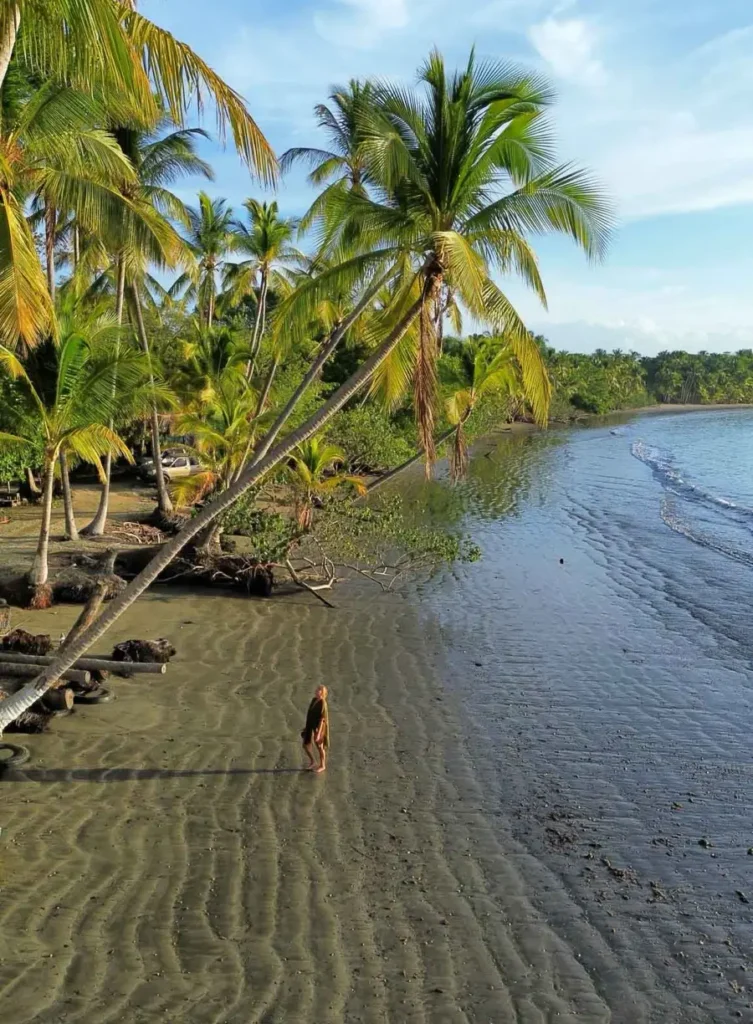 birds eye view of a woman standing on a secluded beach by herself surrounded by huge coconut palmtrees