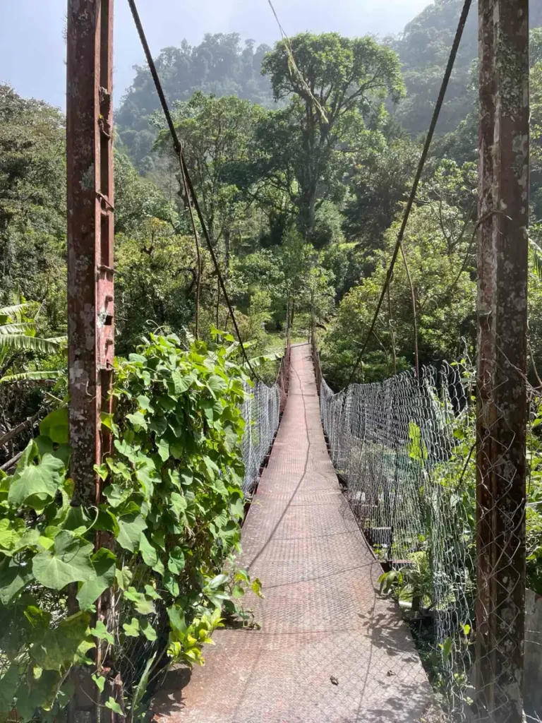 metal hanging bridge i the jungle with foggy conditions