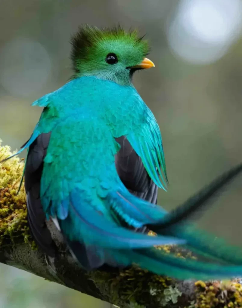 blue and green bird with a long feather tail sitting on a tree branch