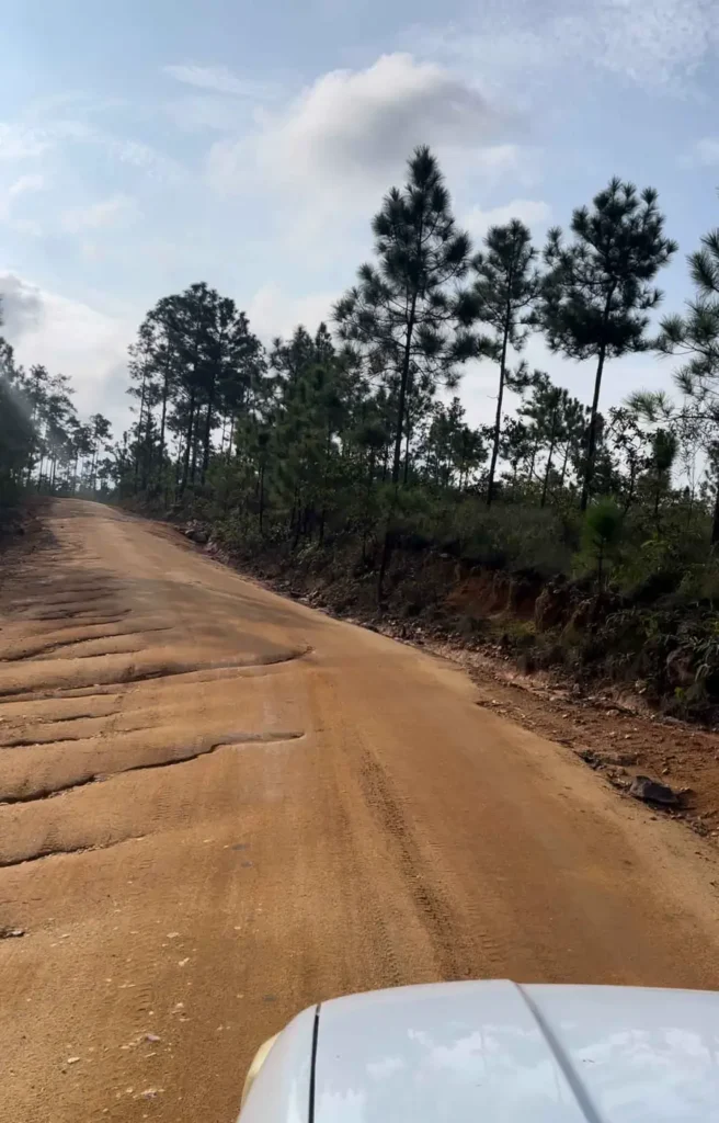 picture from inside the car from a uneven dirt road with some grooves formed by water with some pine trees in the back at mountain pine ridge reserve in belize