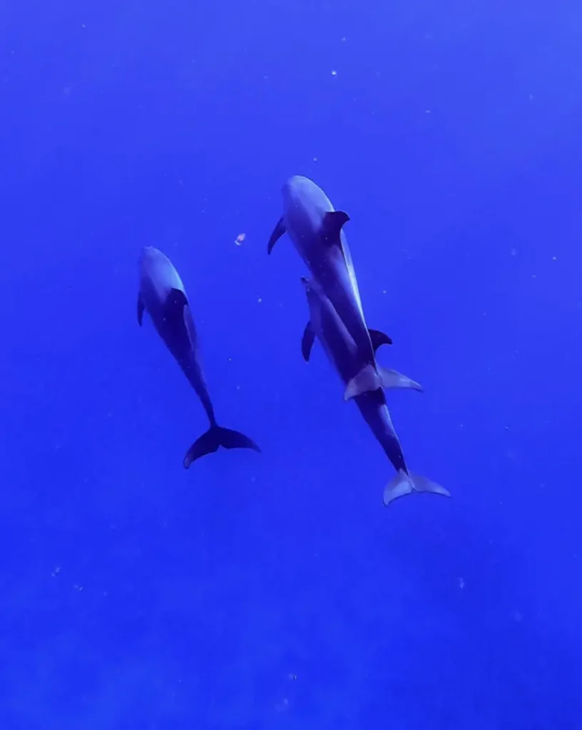 three bottlenose dolphins swimming in the blue ocean