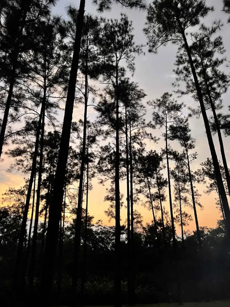 pine trees forming some silhouttes at sunset at mountain pine ridge reserve in belize