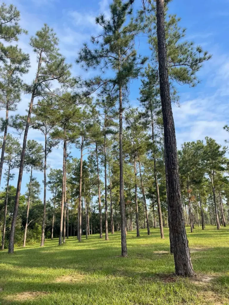 lots of thin pine trees on green grass in a pine forest at mountain pine ridge reserve in belize