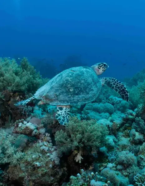 turtle swimming in the blue ocean with many corals around