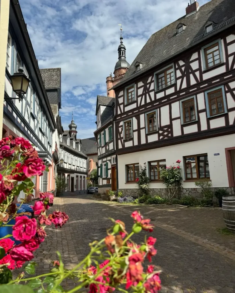 Blooming roses in front of a beautiful alley with half-timbered houses leading to the church in Eltville, Germany