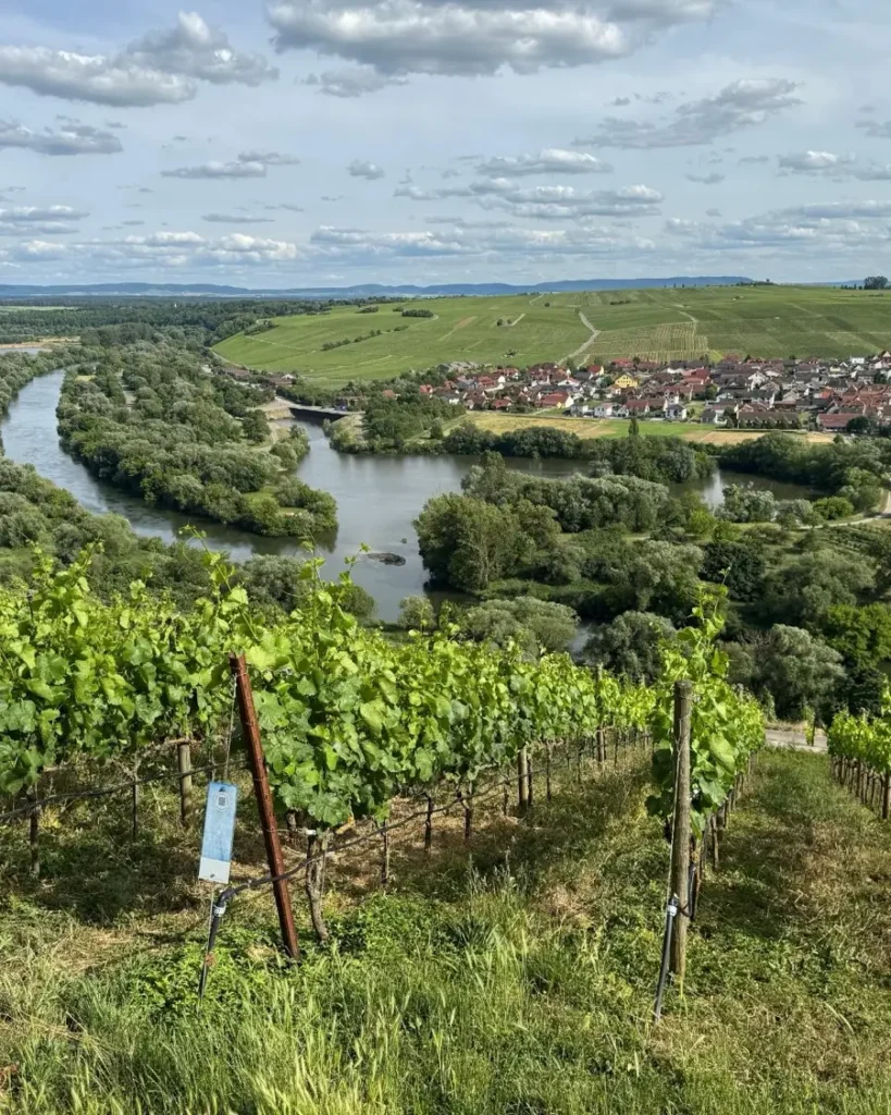 hillside view of the Main river valley with lots of greenery and islands as well as vineyards