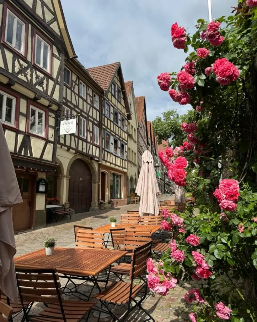 Pink roses along an outdoor seating area of a café on a cobblestone street with beautiful half-timbered houses in Bad Wimpfen, Germany