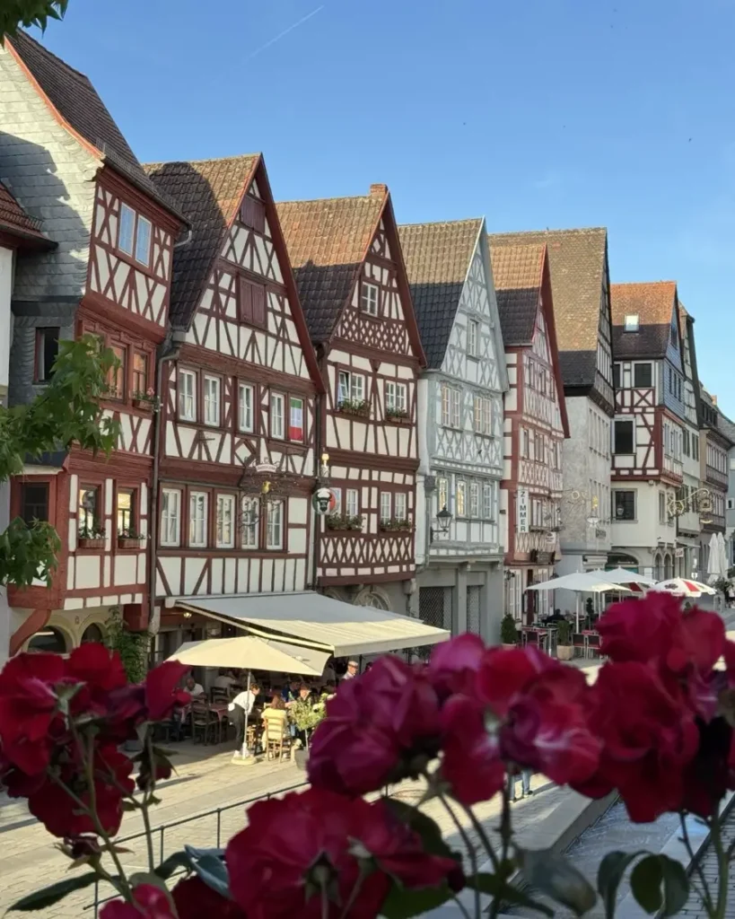 Line of beautiful half-timbered houses in a fairytale town in Germany called Ochsenfurt with roses in the foreground