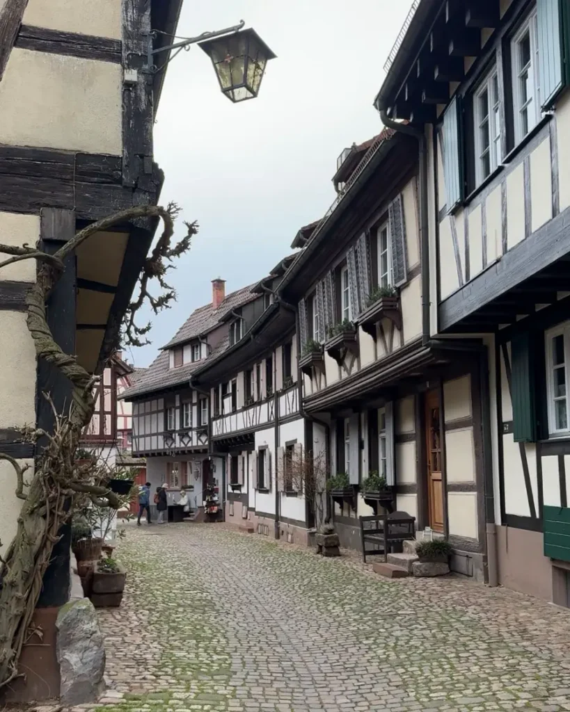 Cobblestone alley between half-timbered houses and vine without leaves in the small town of Gengenbach in Germany