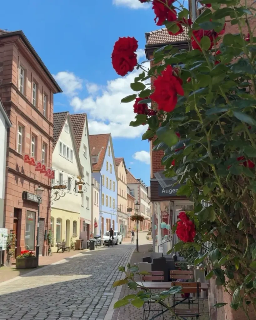 Red roses in the foreground of a beautiful old town with a line of colourful houses and cobblestone roads in Gemünden am Main