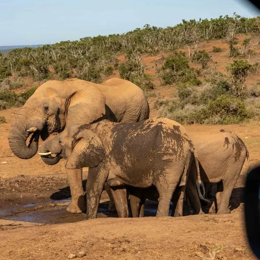a group of elephants playing in the mud, photographed from the inside of a car with car mirror and window frame visible