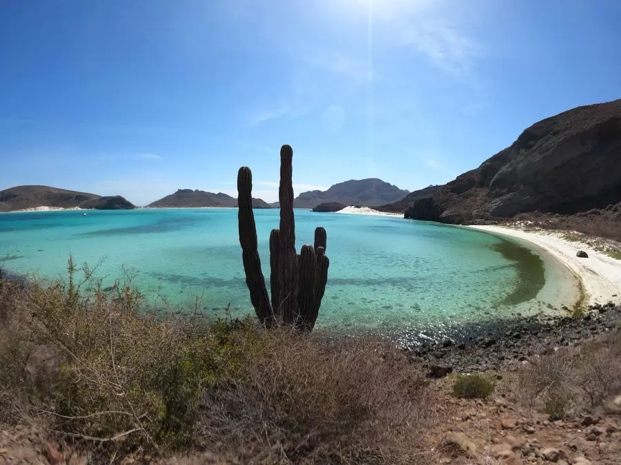 viewpoint of playa balandra in baja california sur in mexico with a silhoutte of a big cactus with 6 heads overlooking the lagoon of the white beach with shallow turquise water surrounded by a hilly dry landscape: ideal for a perfect mexico itinerary