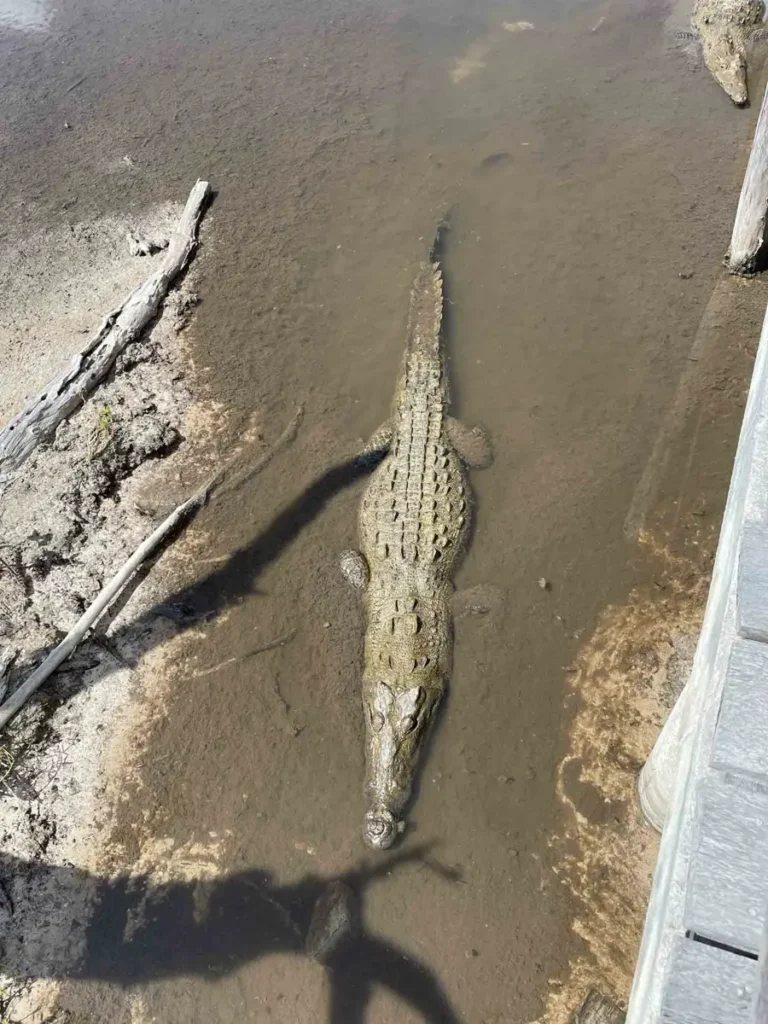 crocodile in Puta Sur Eco Park in muddy water with some dry patches and dry wood 