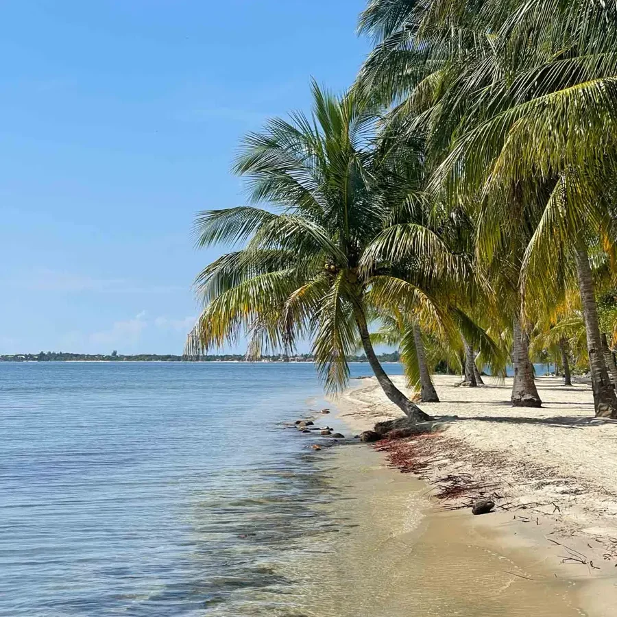 secluded caribbean beach with white sand, clear water, coconut palmtrees and blue skies