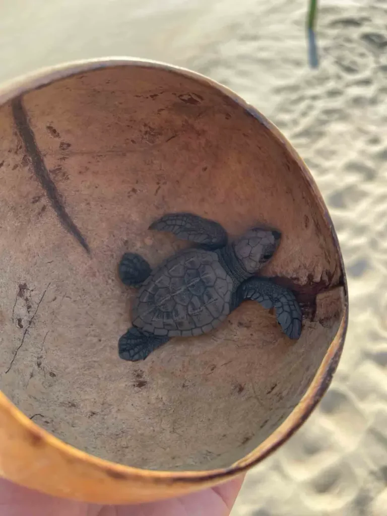 round empty coconut shell with a baby turtle inside with sand in the background at Bachoco beach in Puerto Escondido Mexico, perfect for your itinierary in mexico
