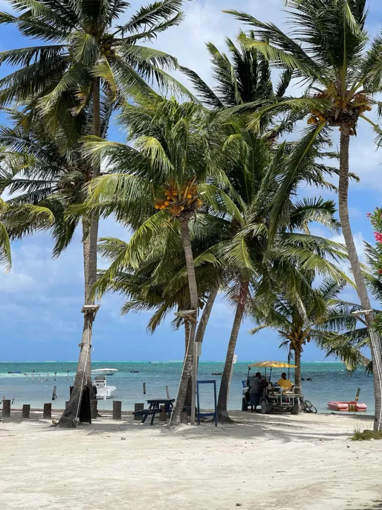 white sand beach with coconut palmtrees and the blue ocean in the distance