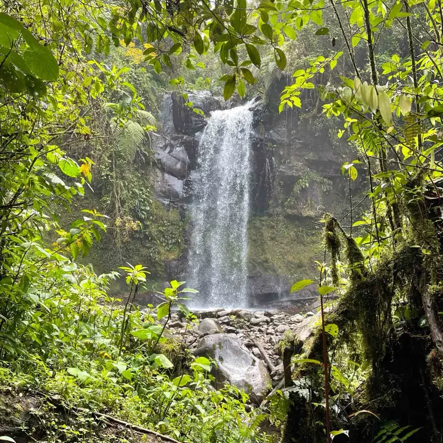 waterfall in the jungle with lush vegetation and some rocks