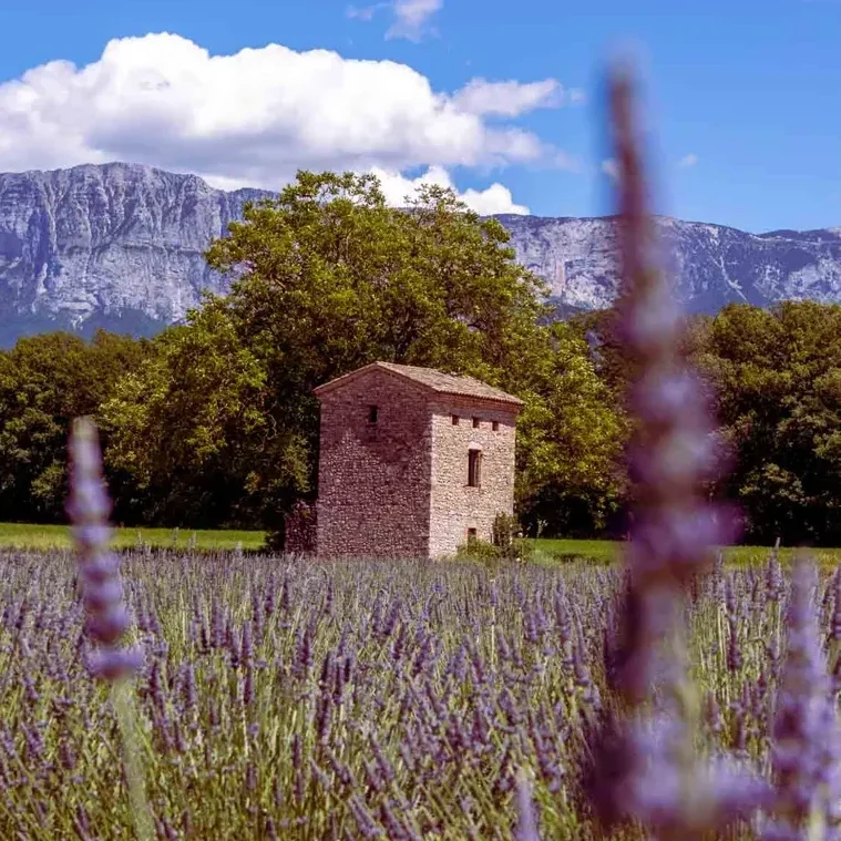 house surrounded by blooming lavender fields with mountains in the distance