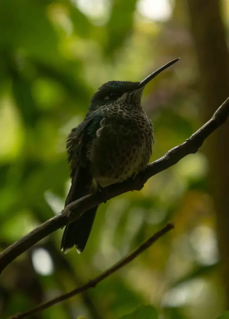 hummingbird in the gardens of Catarata del Toro surrounded by a jungle in bajos del toro in costa rica