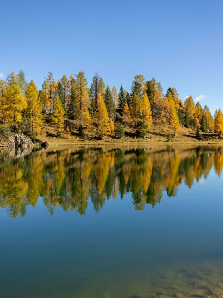 Golden larches spread along a mountain lake with perfect reflections in the still water with blue skies