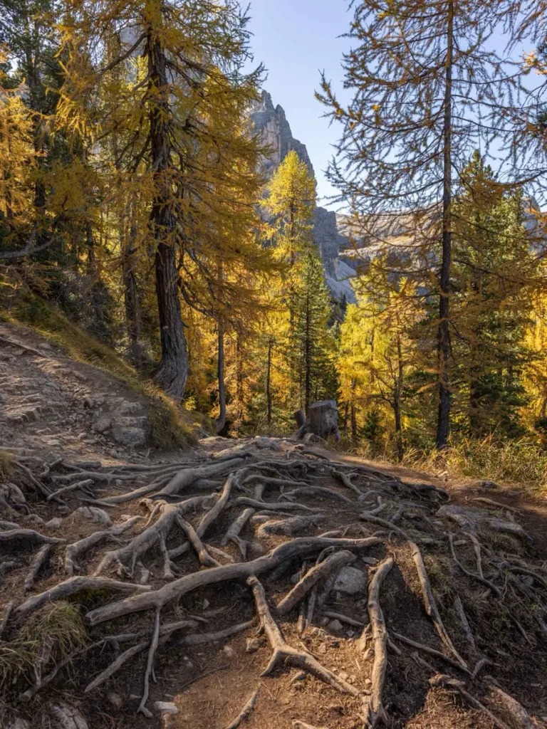 Hiking trail with roots surrounded by golden larches 