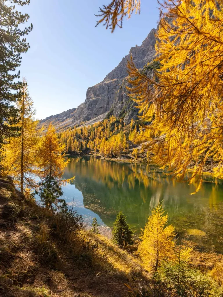 Golden larches around a mountain lake during fall in the Dolomites: Lago Federa