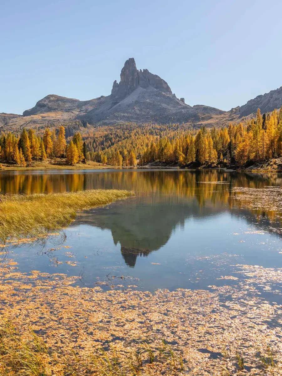 Unique mountain peak reflecting perfectly at Lago Federa in the Dolomits surrounded by golden larches