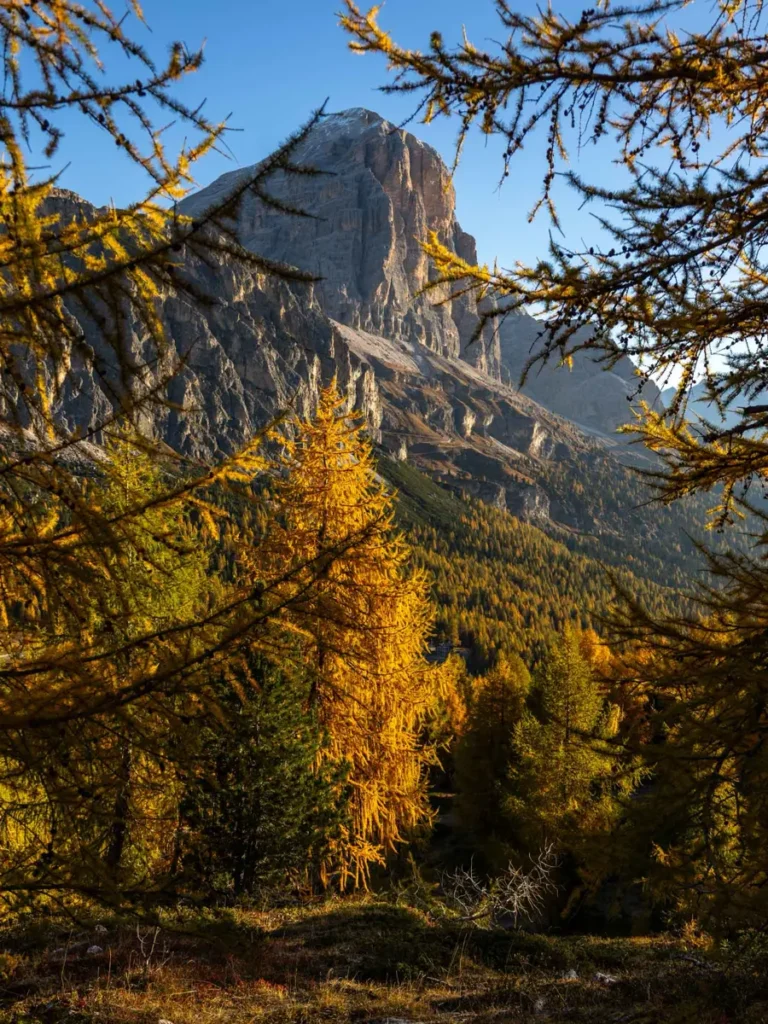A mountain peak in the distance framed by branches of golden during autumn in the Dolomites
