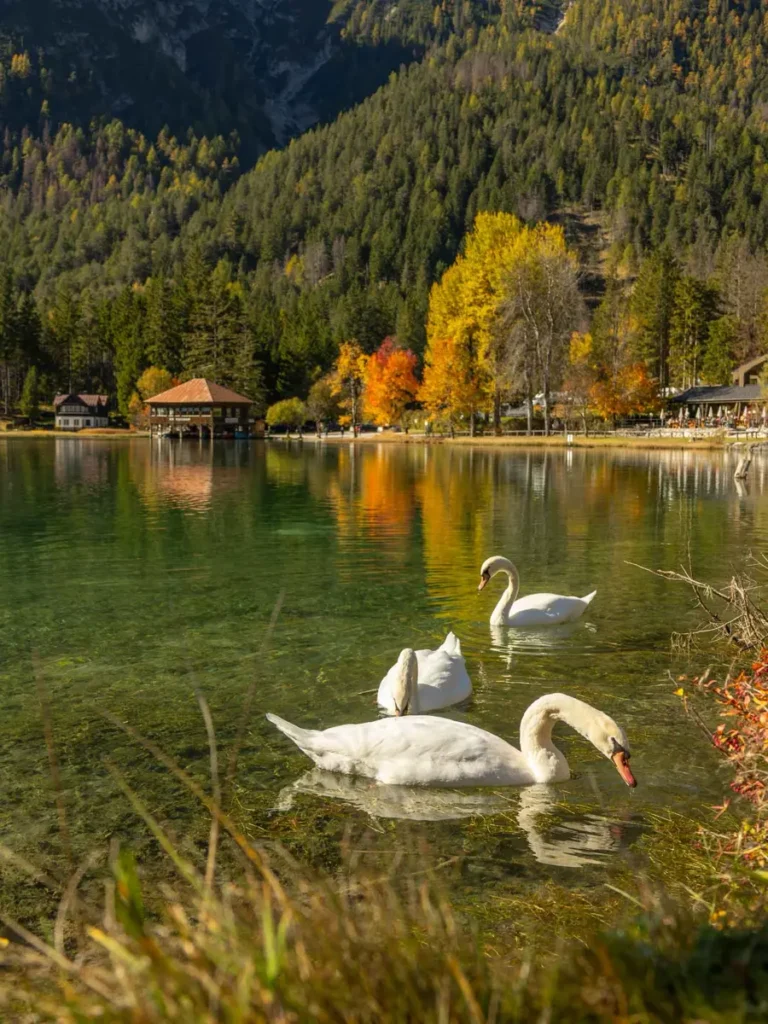 Three swans swimming at shores of a beautiful mountain lake with emerald green colours with a wooden boat house and forest in the background at Lago di Dobbiaco in the Dolomites