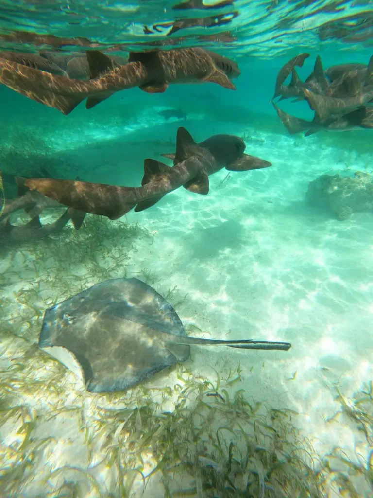 nurse sharks and a ray in clear water as part of a snorkling excursion in Caye Caulker, Belize
