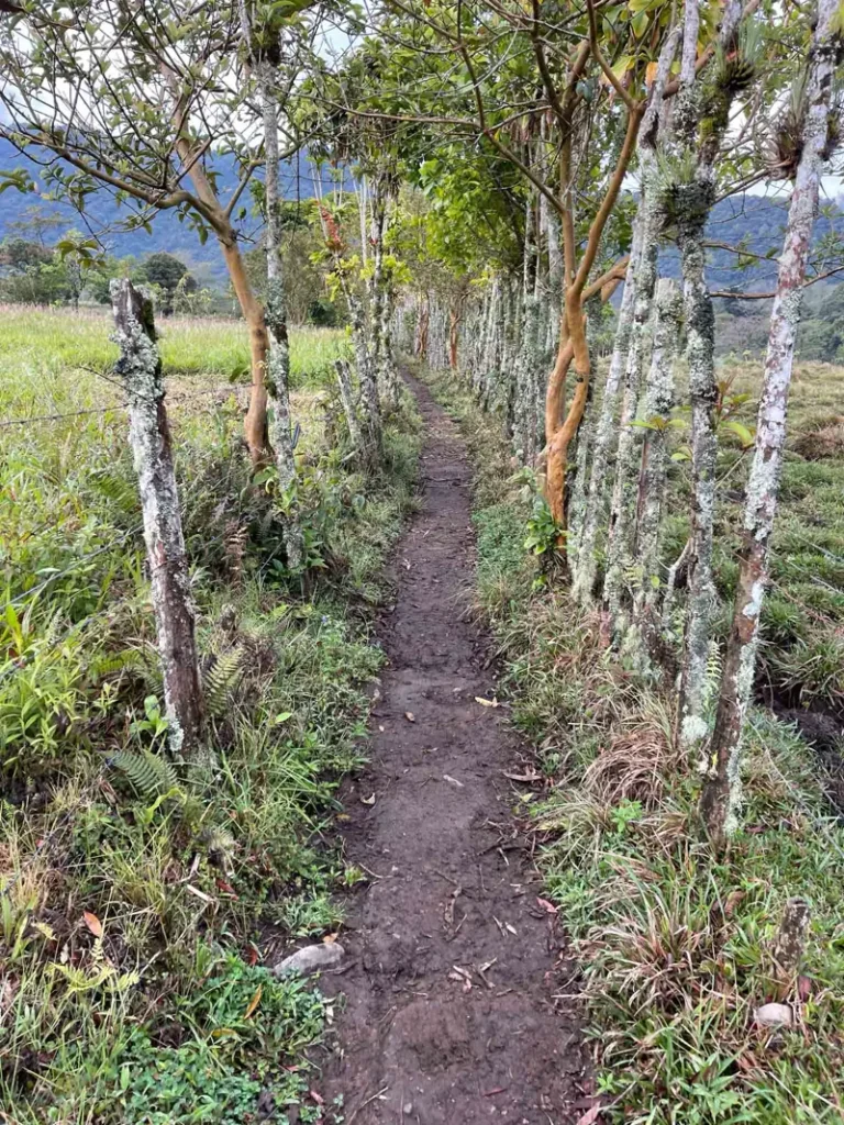 small muddy path in between cow fields and small trees at the beginning of the hike to catarata vuelta del canon in bajas del toro in costa rica