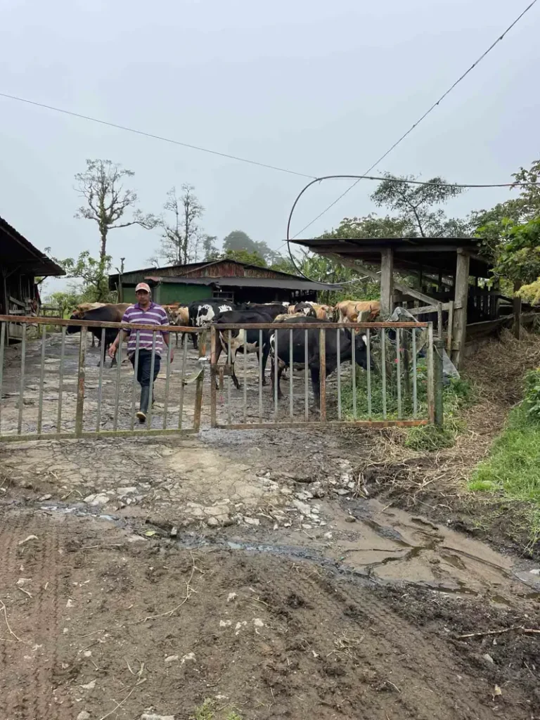 cow farm where the trail starts to catarata vuelta del canon with a metal fence, a moody path and a farm house in bajos del toro in costa rica