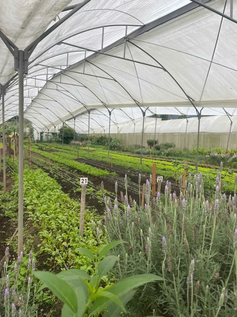 green house tunnel to grow veggies with straigt rows of different plants at Caoba farms in antigua guatemala