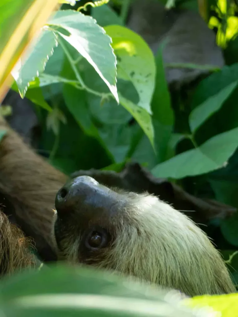 close up photo of a sloth in between some greenery sloth along the road in Puerto Viejo in costa rica