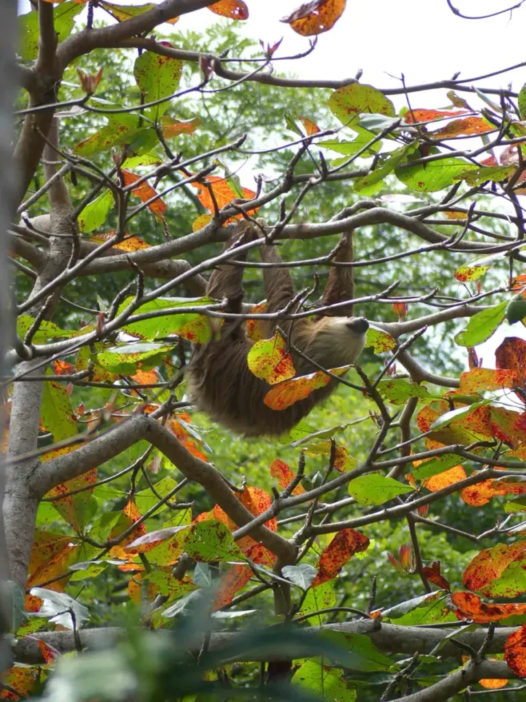 sloth spotting a bucketlist experience in costa rica: a sleeping sloth hanging on a branch on a tree with green and orange leaves at Cahuita National Park in costa rica